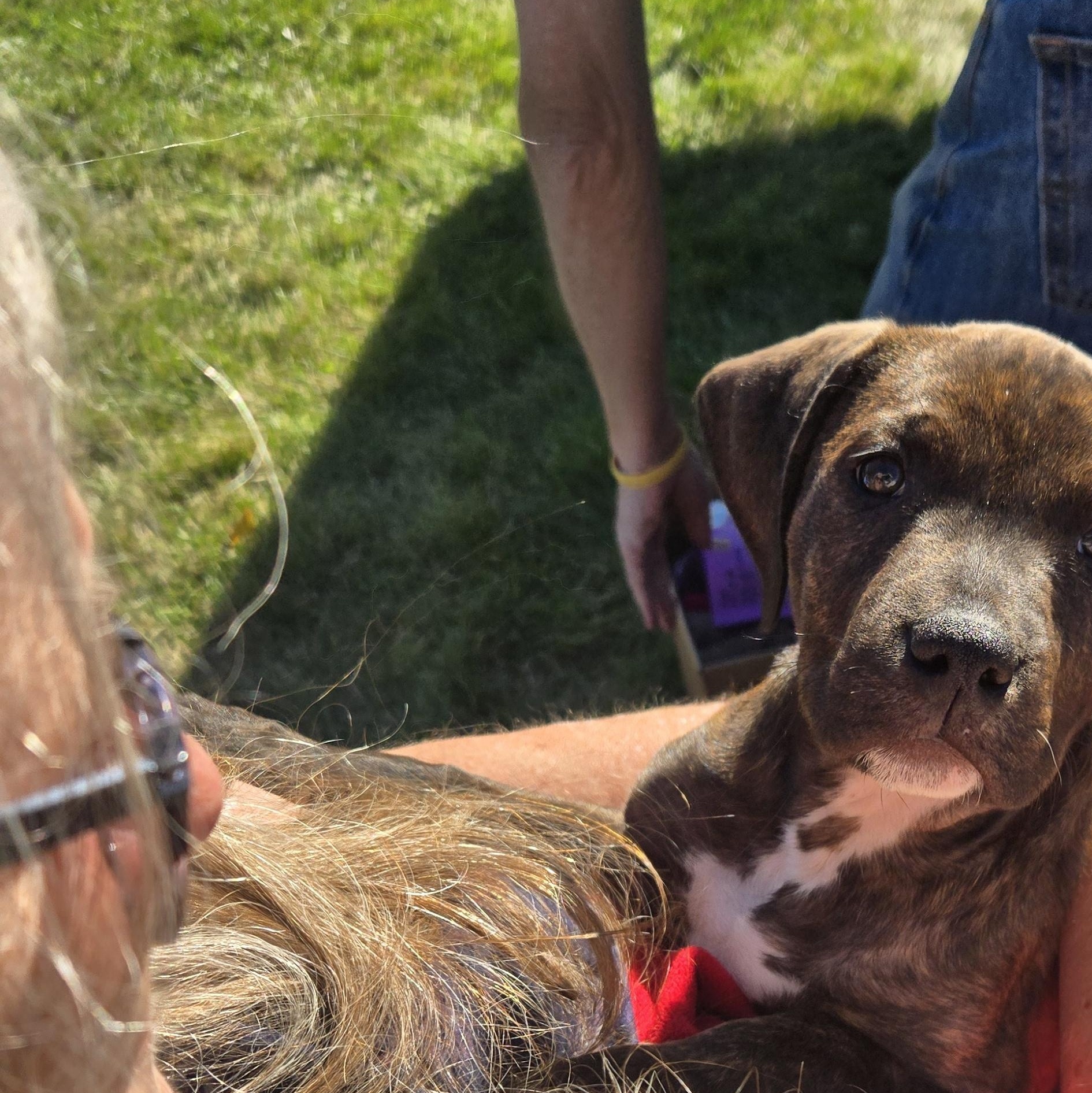 Enlarge Rocky Road, a Adopted mixed breed in Spencerport, NY image 6/6