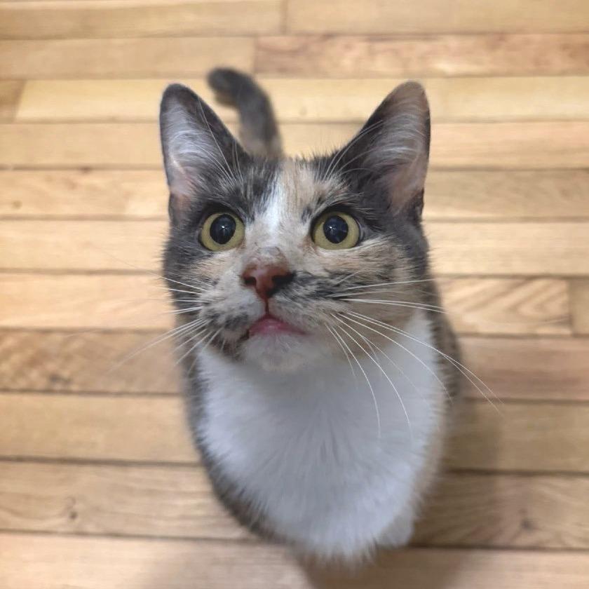 Enlarge Indigo, a Adoptable Domestic Short Hair in Atlanta, GA image 5/6