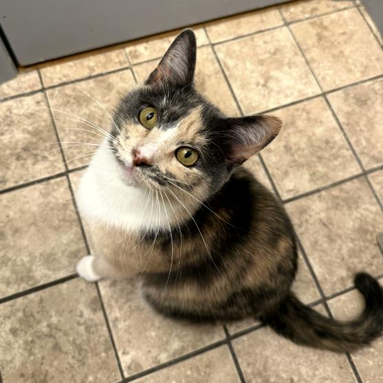 Enlarge Indigo, a Adoptable Domestic Short Hair in Atlanta, GA image 2/6