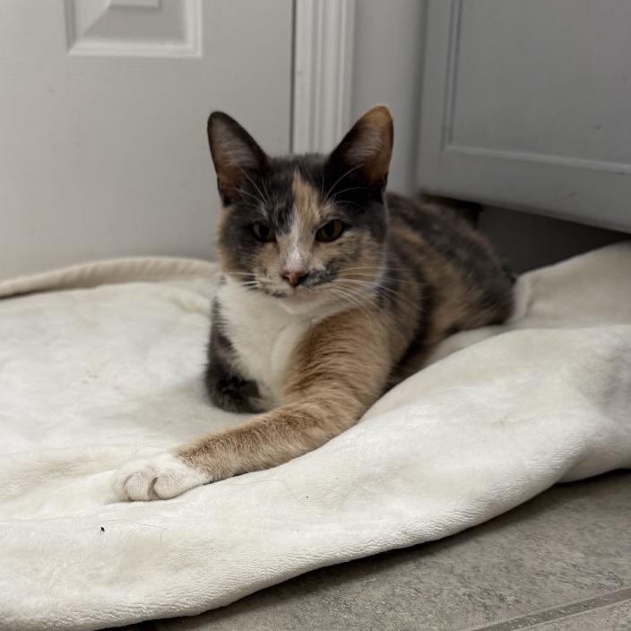 Enlarge Indigo, a Adoptable Domestic Short Hair in Atlanta, GA image 3/6