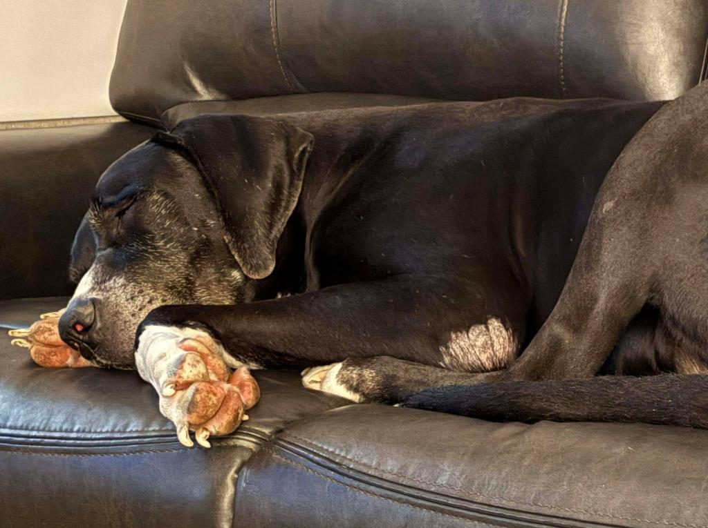 Diesel, adopted, Adult Male Great Dane.