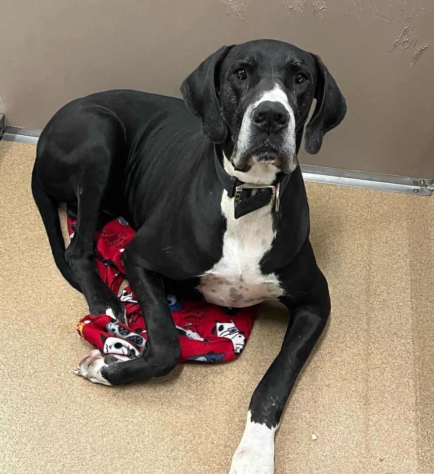 Enlarge Diesel, an adopted Great Dane in Bullard, TX image 2/2