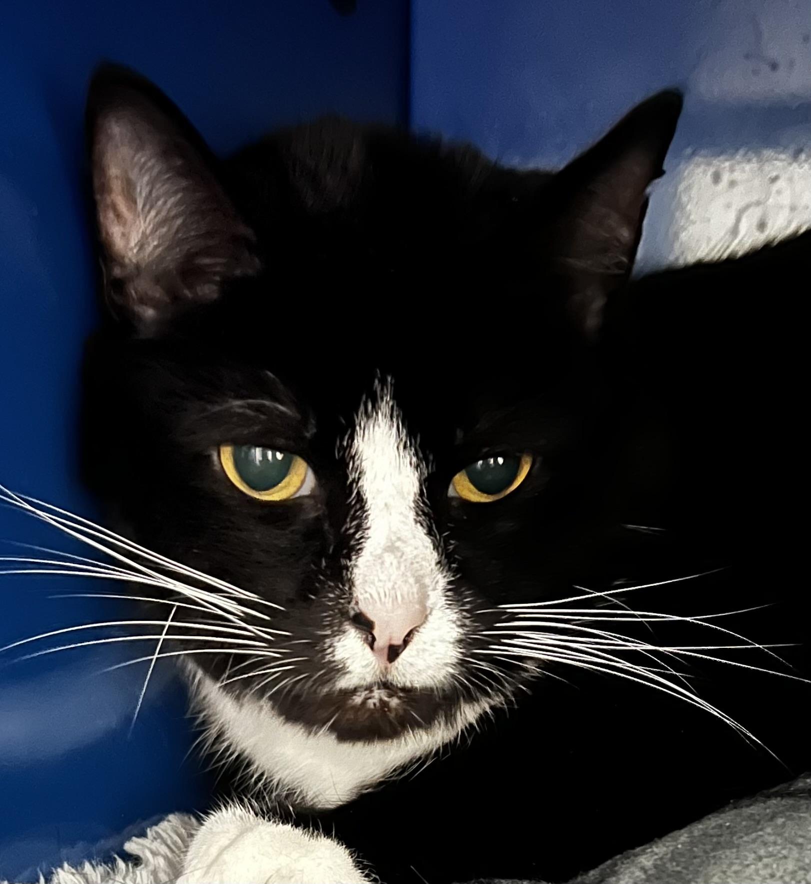 Sylvester, an adoptable Domestic Short Hair in Sault Sainte Marie, MI, 49783 | Photo Image 1
