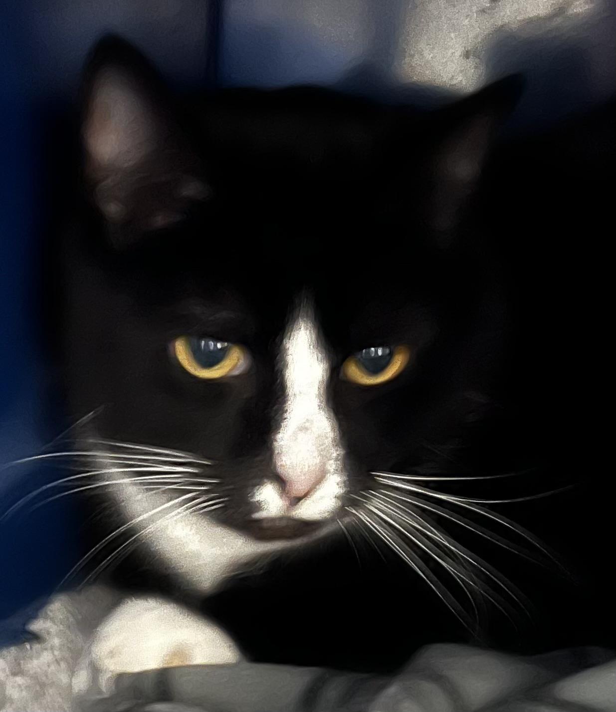 Sylvester, an adoptable Domestic Short Hair in Sault Sainte Marie, MI, 49783 | Photo Image 2