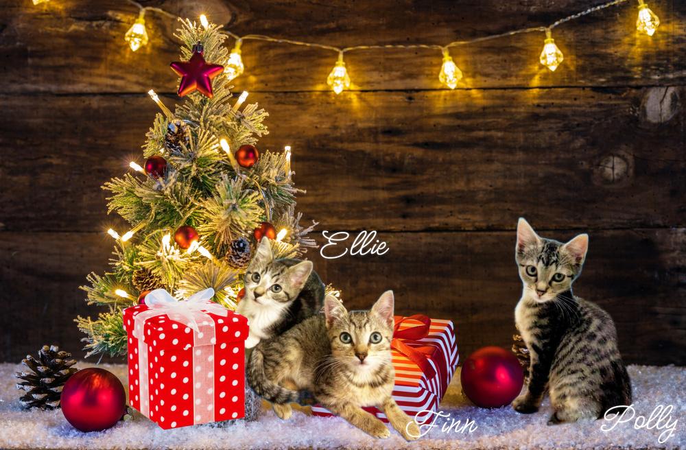 Ellie *kitten*, Adoptable, Kitten Female Tabby.