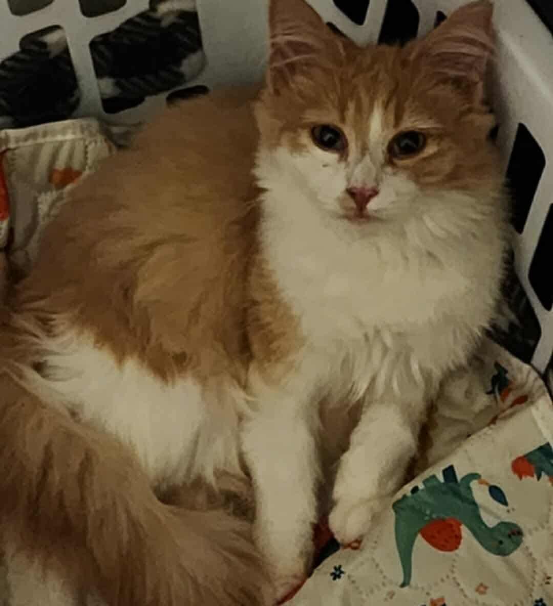 Baby Charlie, a Adopted Domestic Short Hair in Manchester, CT image 1/5