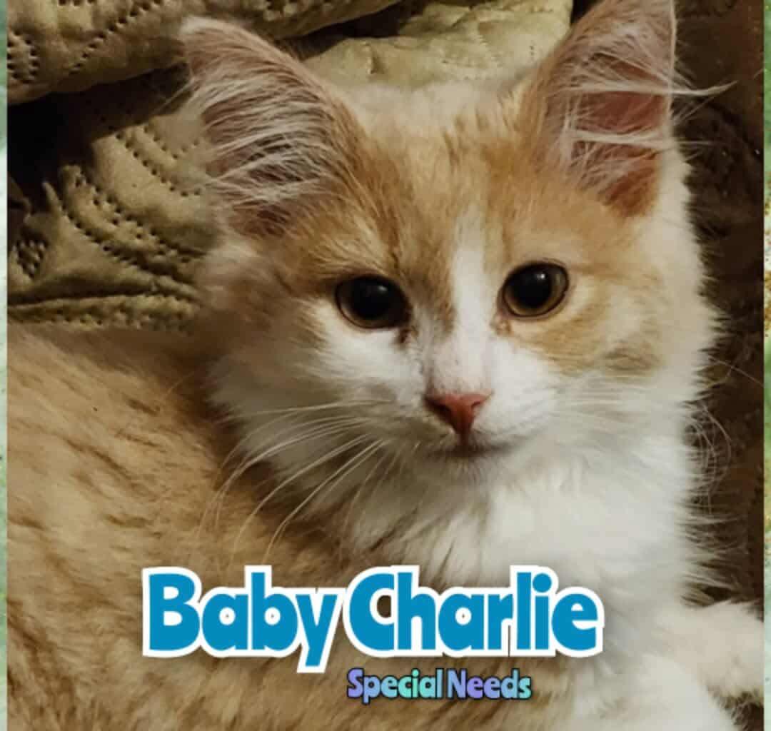 Baby Charlie