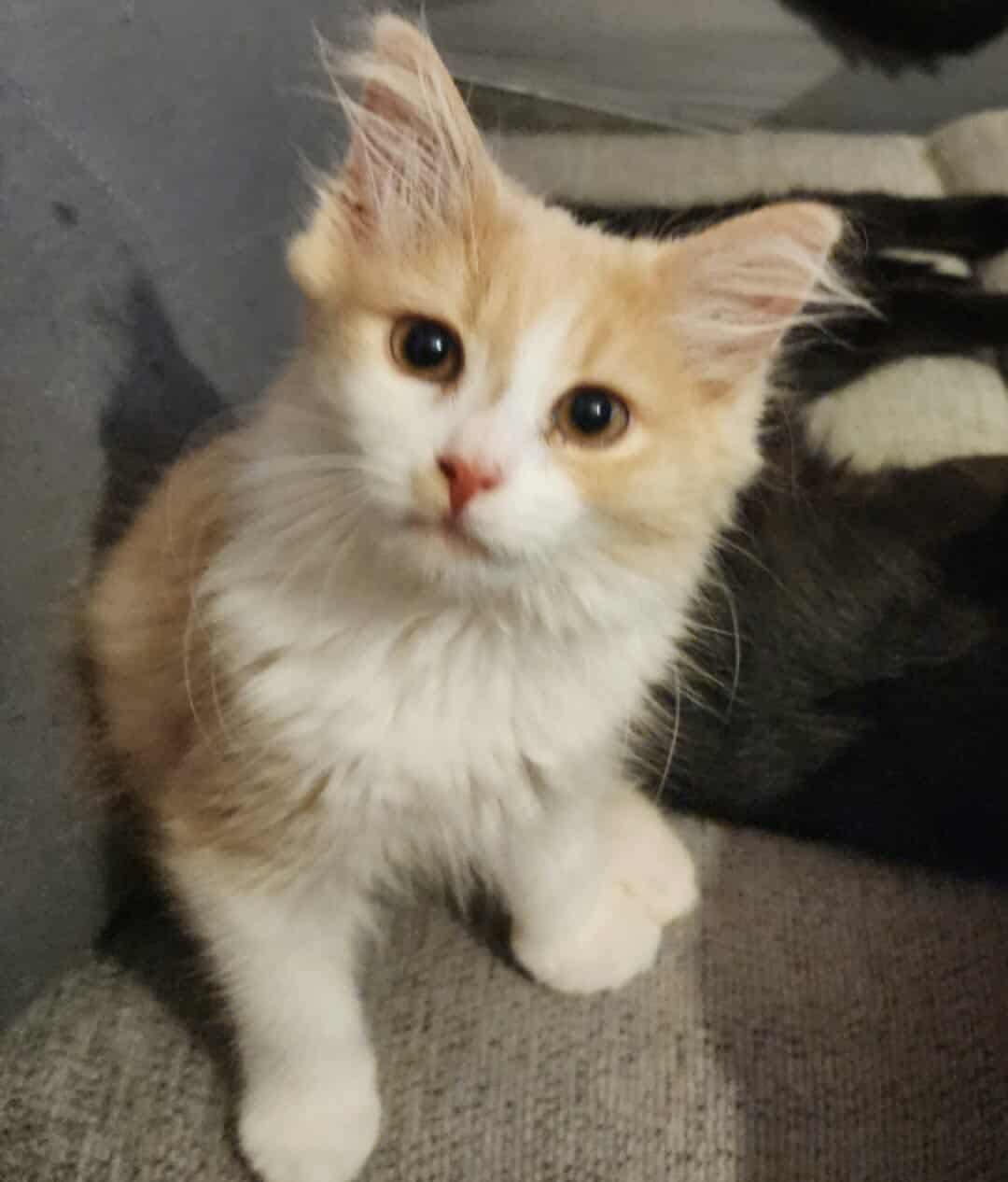 Baby Charlie, a Adopted Domestic Short Hair in Manchester, CT image 3/5