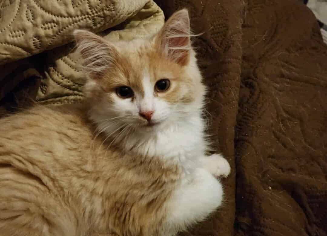 Baby Charlie