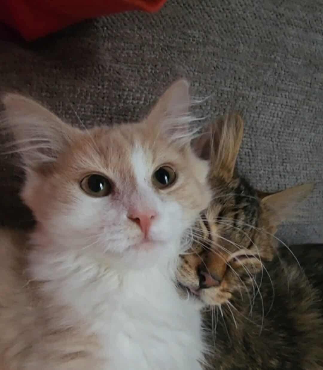 Baby Charlie, a Adopted Domestic Short Hair in Manchester, CT image 5/5