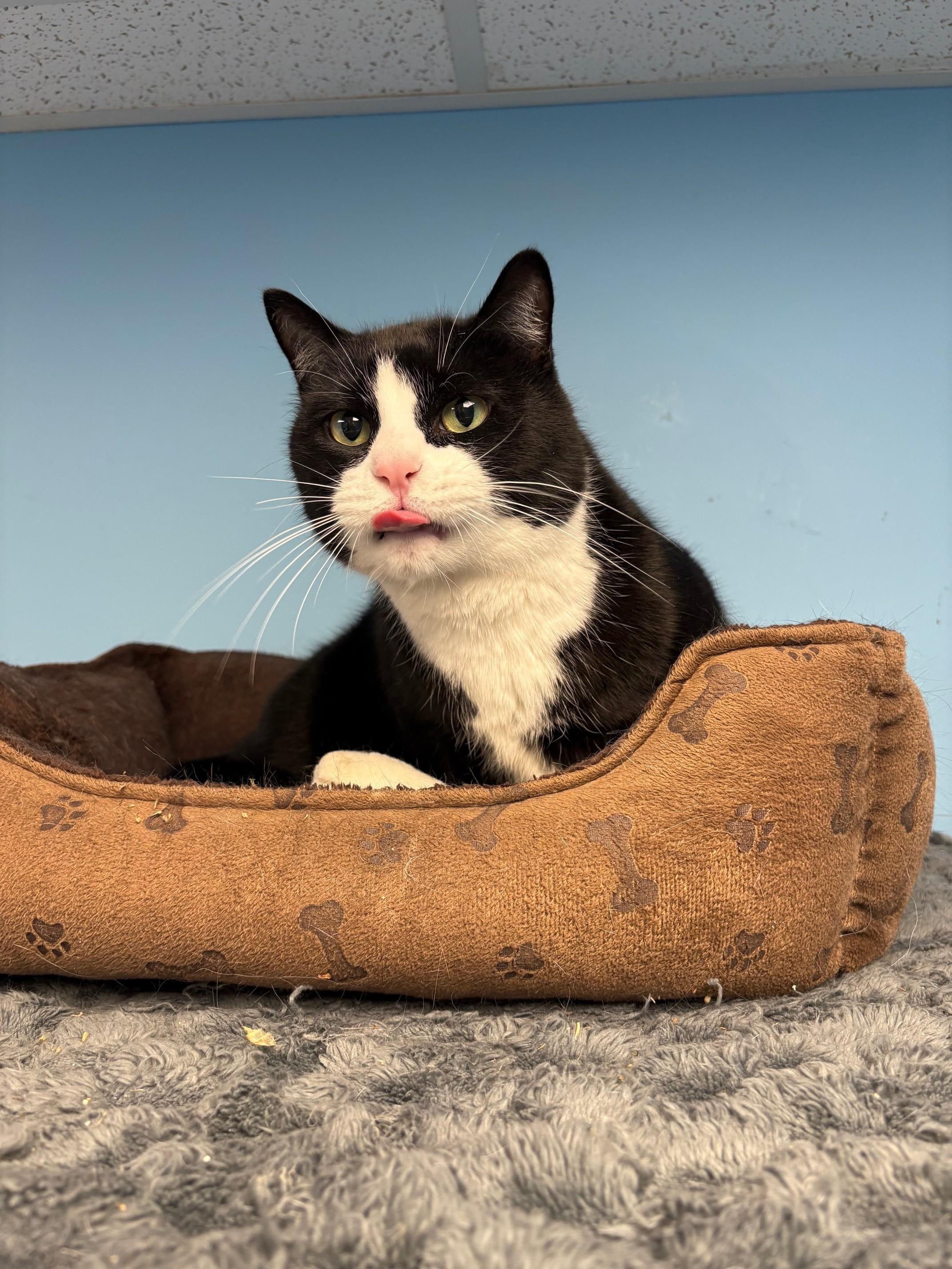 Enlarge Scooter, a ADOPTABLE Domestic Short Hair in Kingston, MA image 4/6