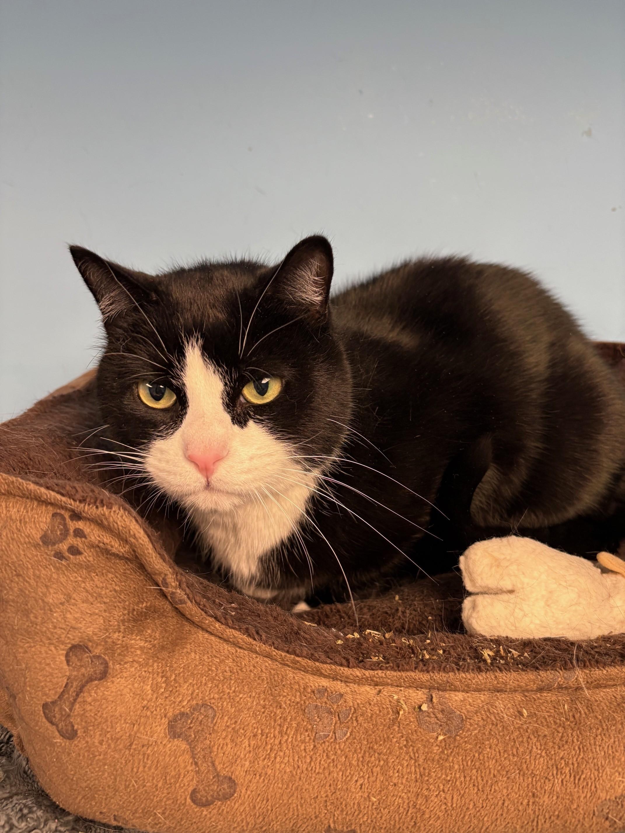 Enlarge Scooter, a ADOPTABLE Domestic Short Hair in Kingston, MA image 1/6