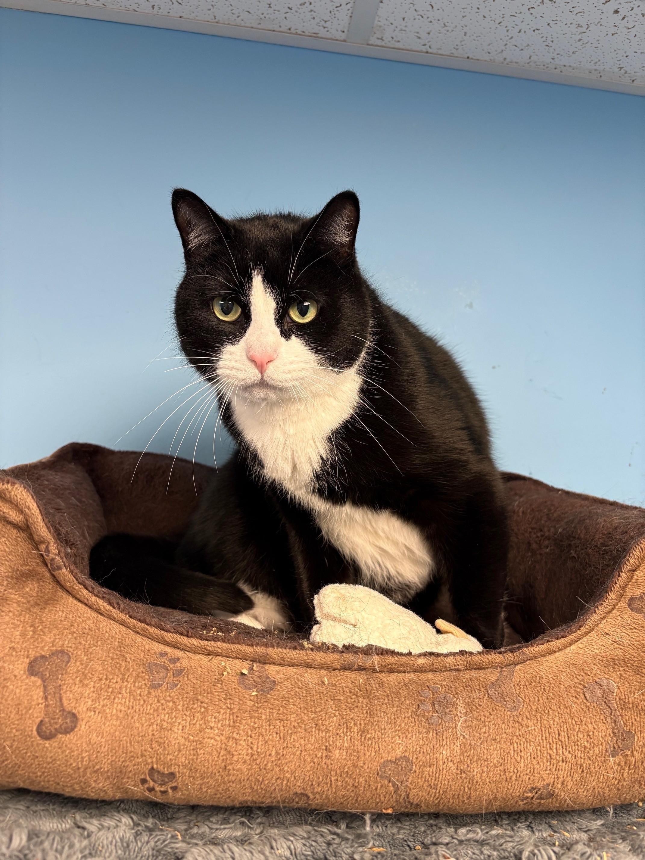 Enlarge Scooter, a ADOPTABLE Domestic Short Hair in Kingston, MA image 2/6