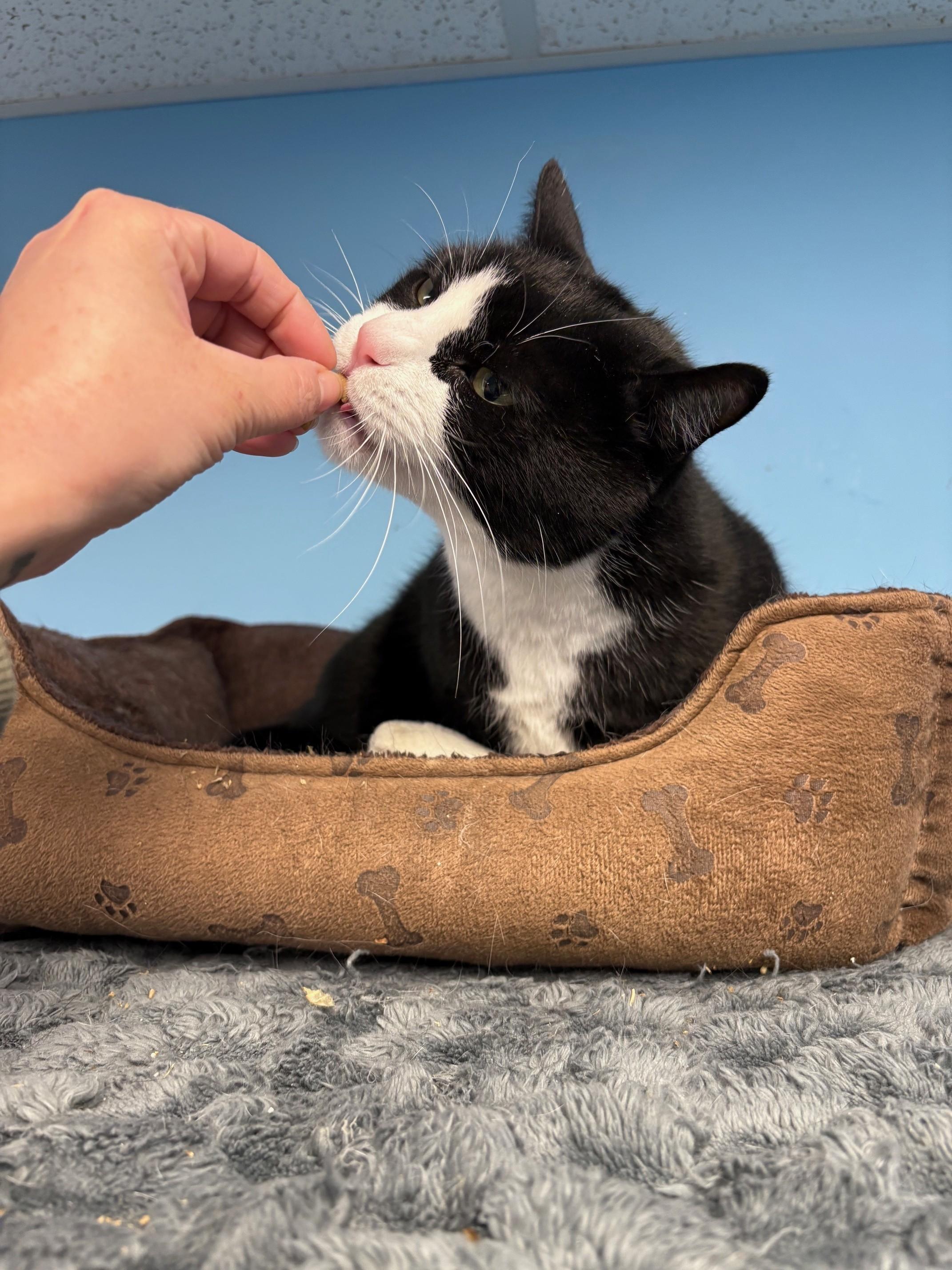 Enlarge Scooter, a ADOPTABLE Domestic Short Hair in Kingston, MA image 3/6