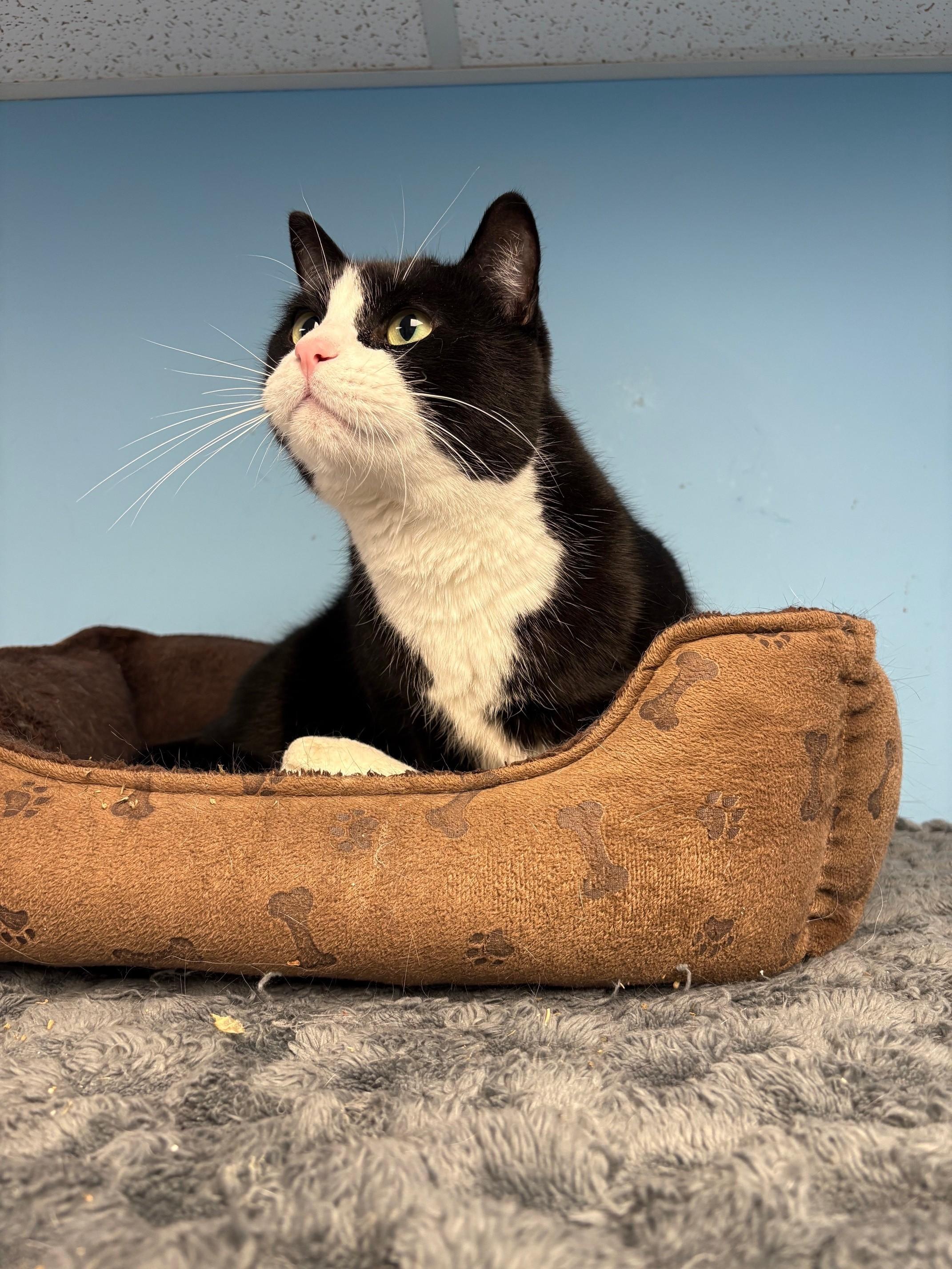 Enlarge Scooter, a ADOPTABLE Domestic Short Hair in Kingston, MA image 5/6