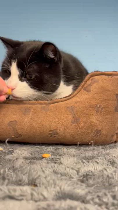 Enlarge Scooter, a ADOPTABLE Domestic Short Hair in Kingston, MA video 6/6