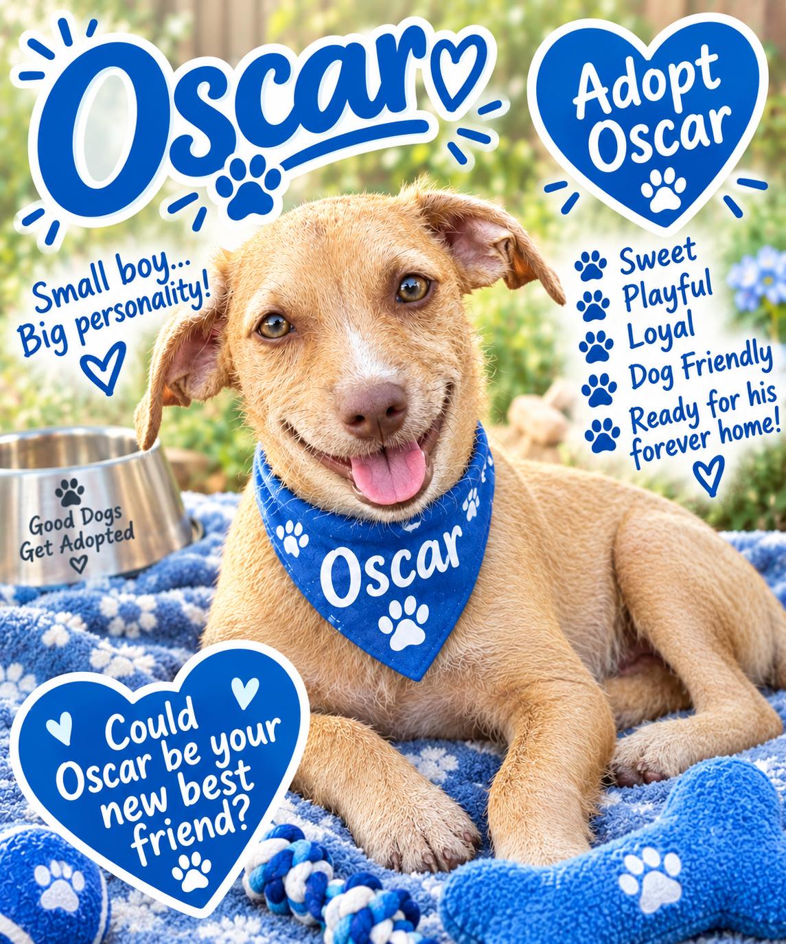 Oscar, Adoptable, Young Male Chihuahua & Terrier.