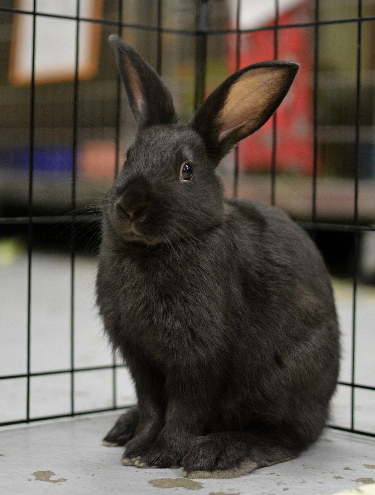 Bowie (bonded w/ Ziggy), Adoptable, Young Male American.