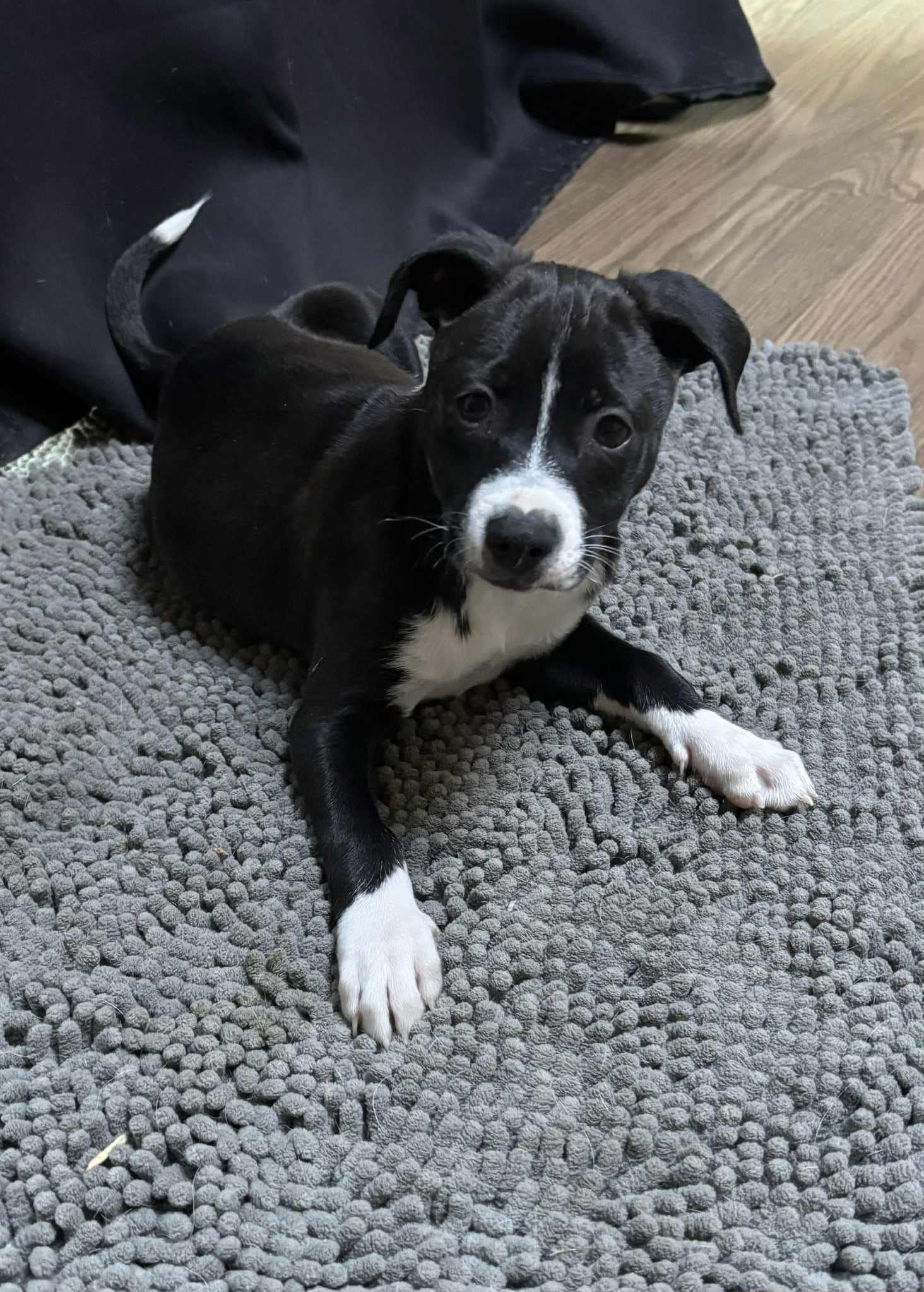 Udo, Adopted, Puppy Male Mixed Breed.