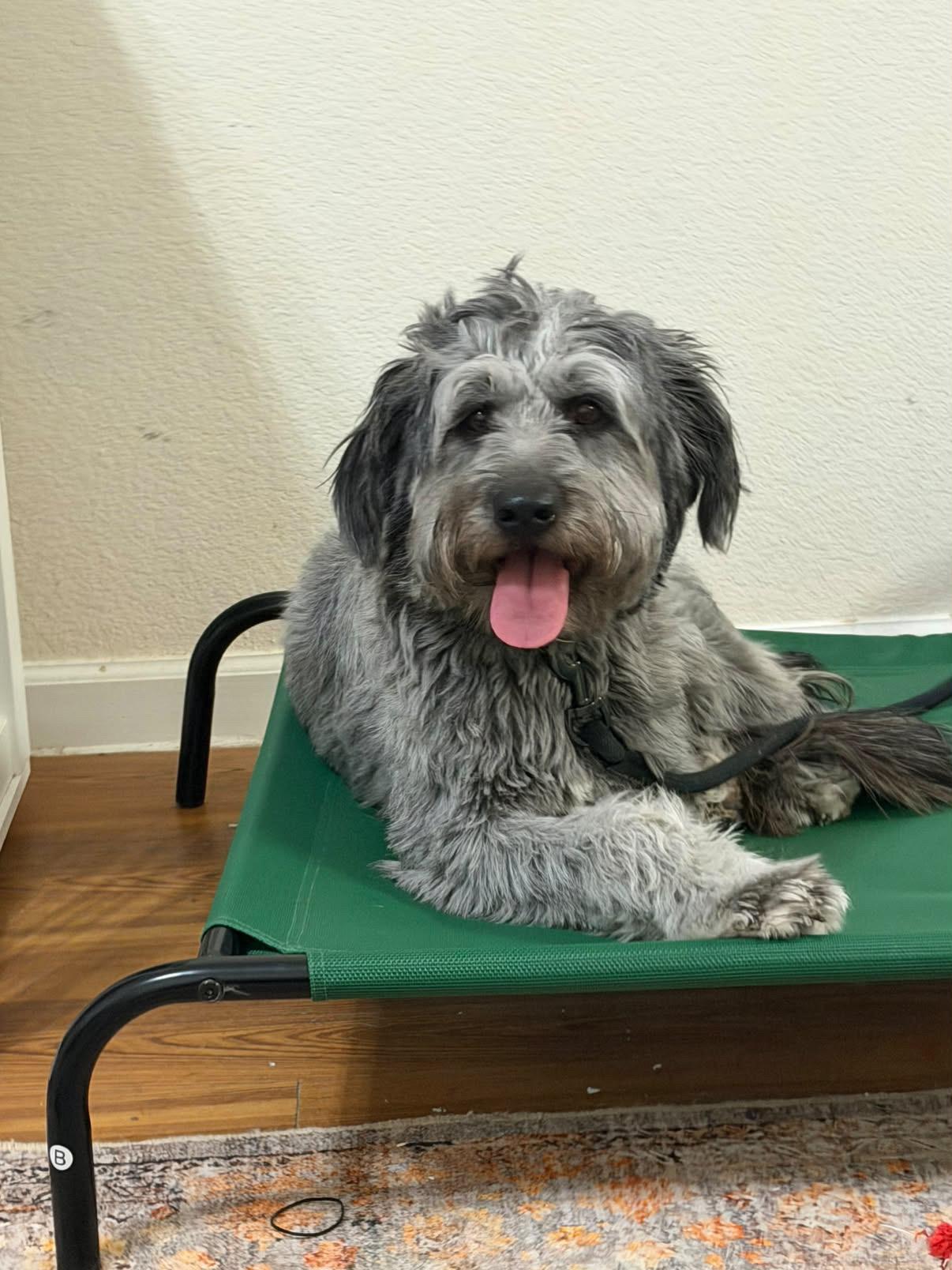 Enlarge Lady, a Adoptable Labradoodle in El Paso, TX image 1/6
