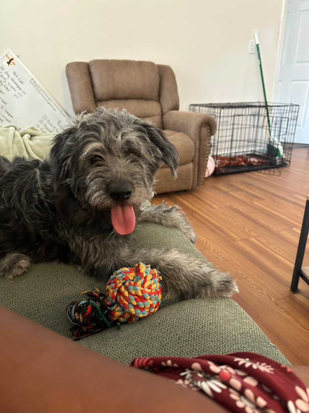 Enlarge Lady, a Adoptable Labradoodle in El Paso, TX image 5/6