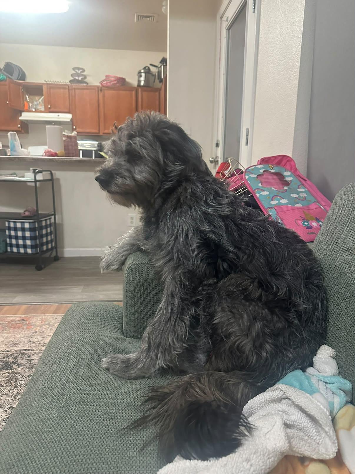 Enlarge Lady, a Adoptable Labradoodle in El Paso, TX image 4/6