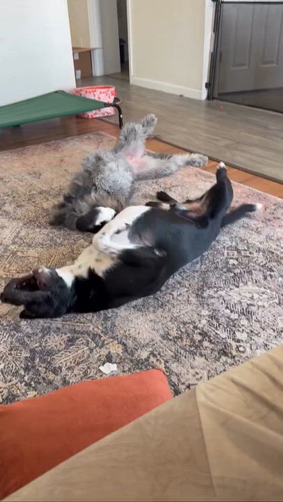 Enlarge Lady, a Adoptable Labradoodle in El Paso, TX video 3/6