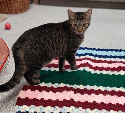 Stripes, Adoptable, Young Female Domestic Short Hair & Domestic Short Hair.