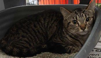 Stripes, Adoptable, Young Female Domestic Short Hair & Domestic Short Hair.