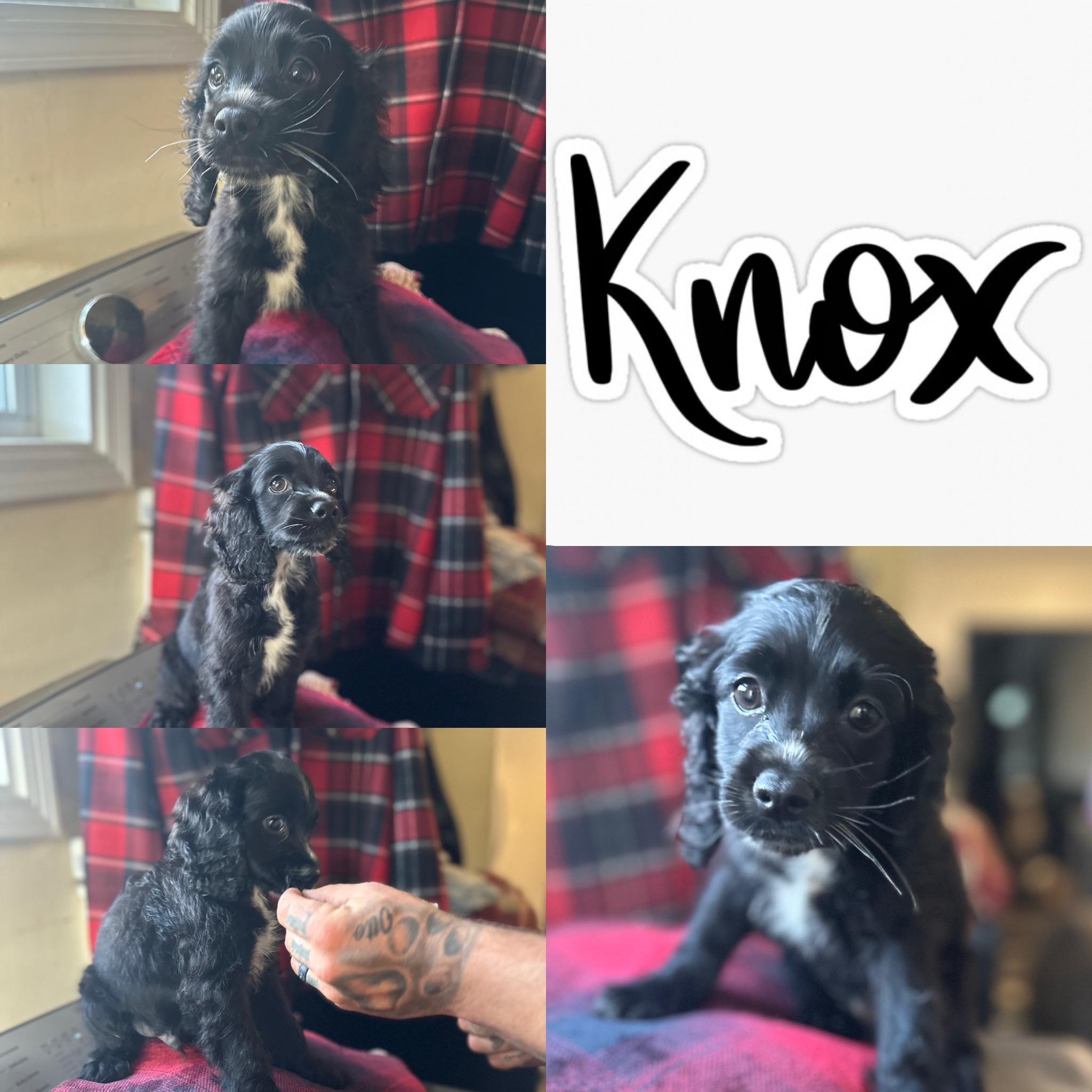 Knox photo 1