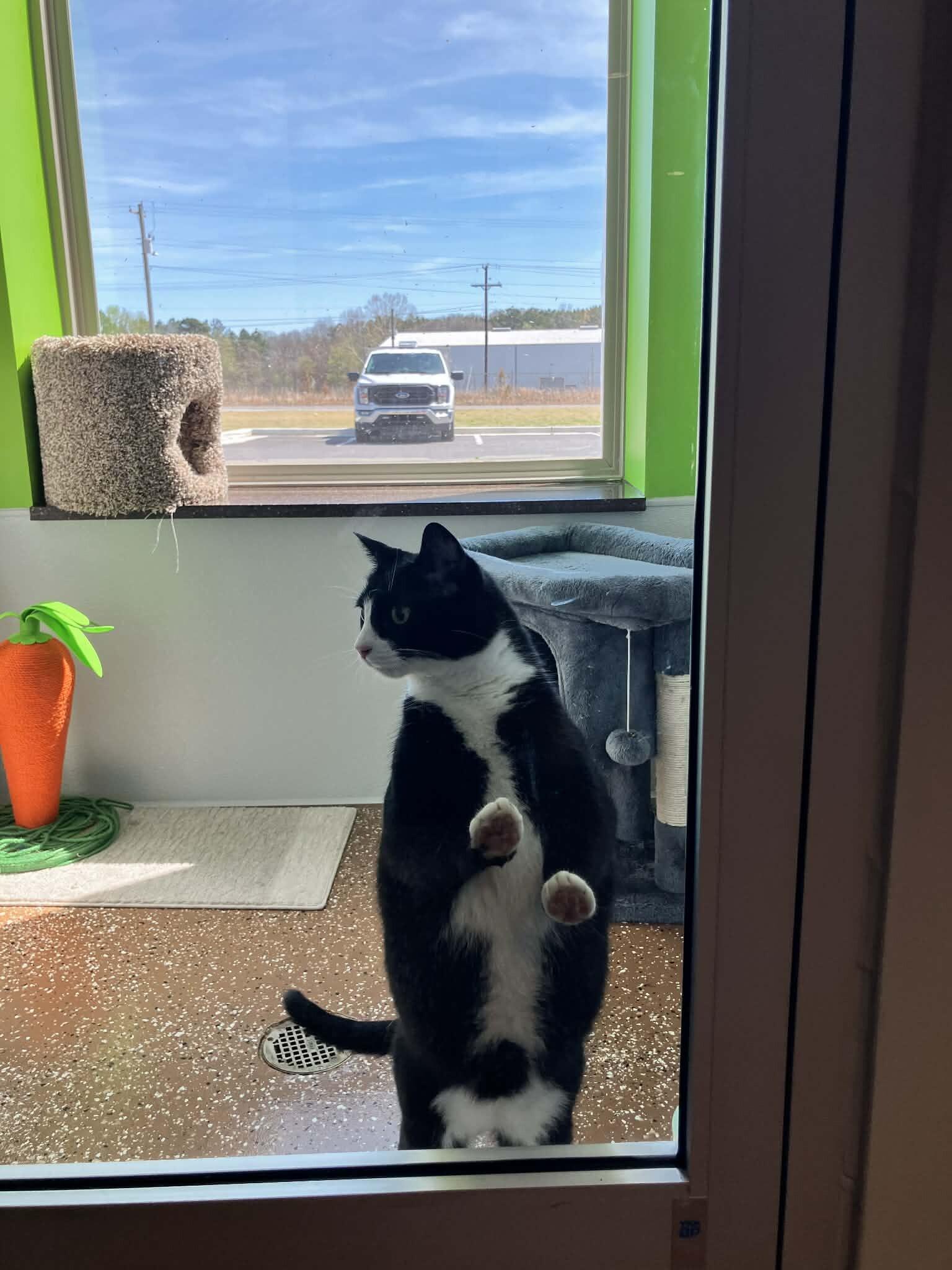 Shadow, Adoptable, Adult Male Domestic Short Hair.