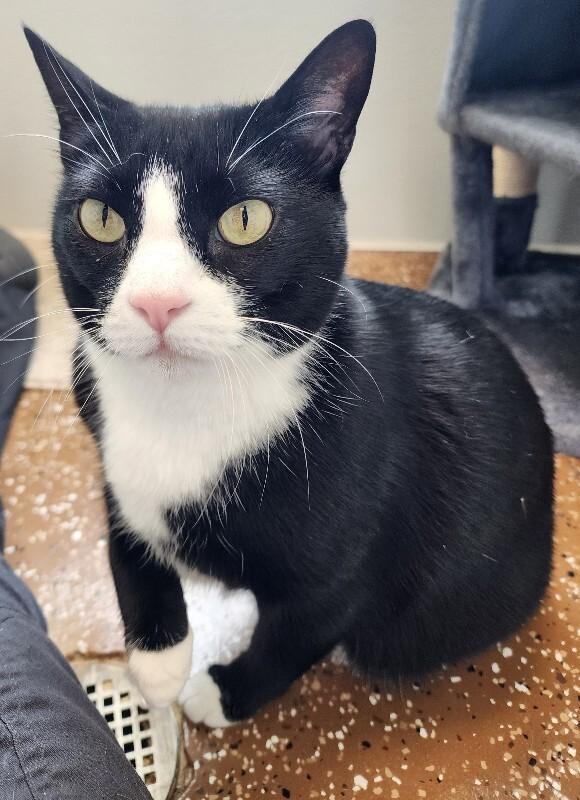 Enlarge Shadow, a Adoptable Domestic Short Hair in Jackson, TN image 2/6