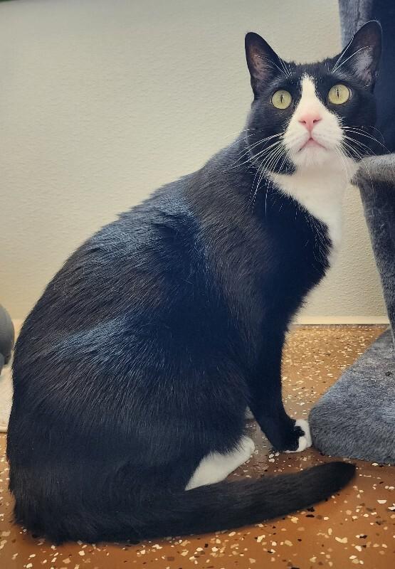 Enlarge Shadow, a Adoptable Domestic Short Hair in Jackson, TN image 3/6