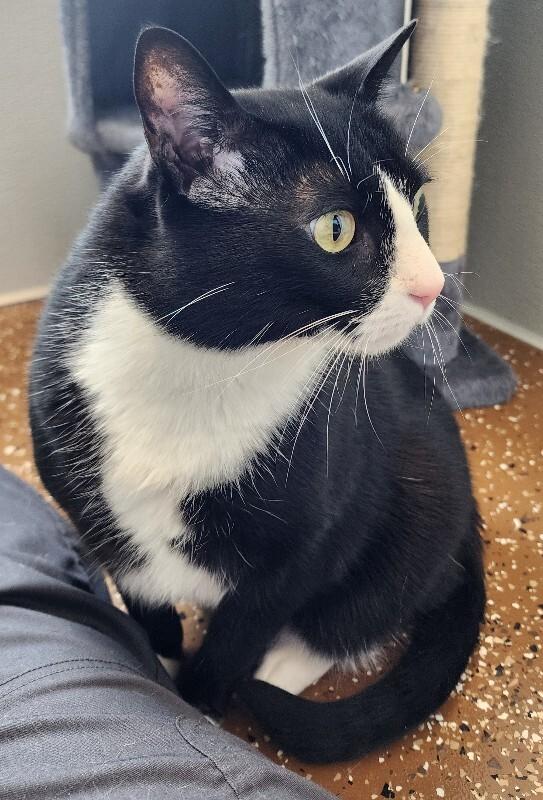 Enlarge Shadow, a Adoptable Domestic Short Hair in Jackson, TN image 4/6