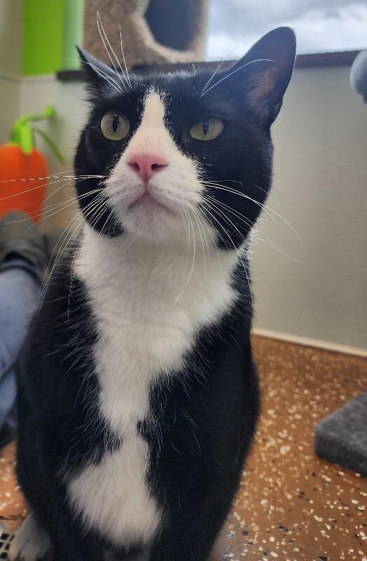 Enlarge Shadow, a Adoptable Domestic Short Hair in Jackson, TN image 5/6