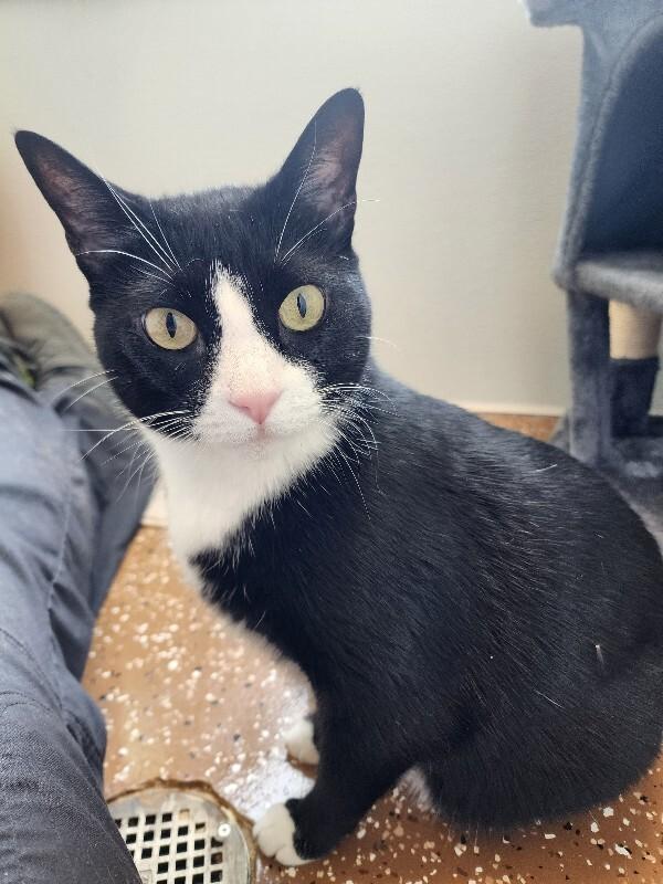 Enlarge Shadow, a Adoptable Domestic Short Hair in Jackson, TN image 6/6