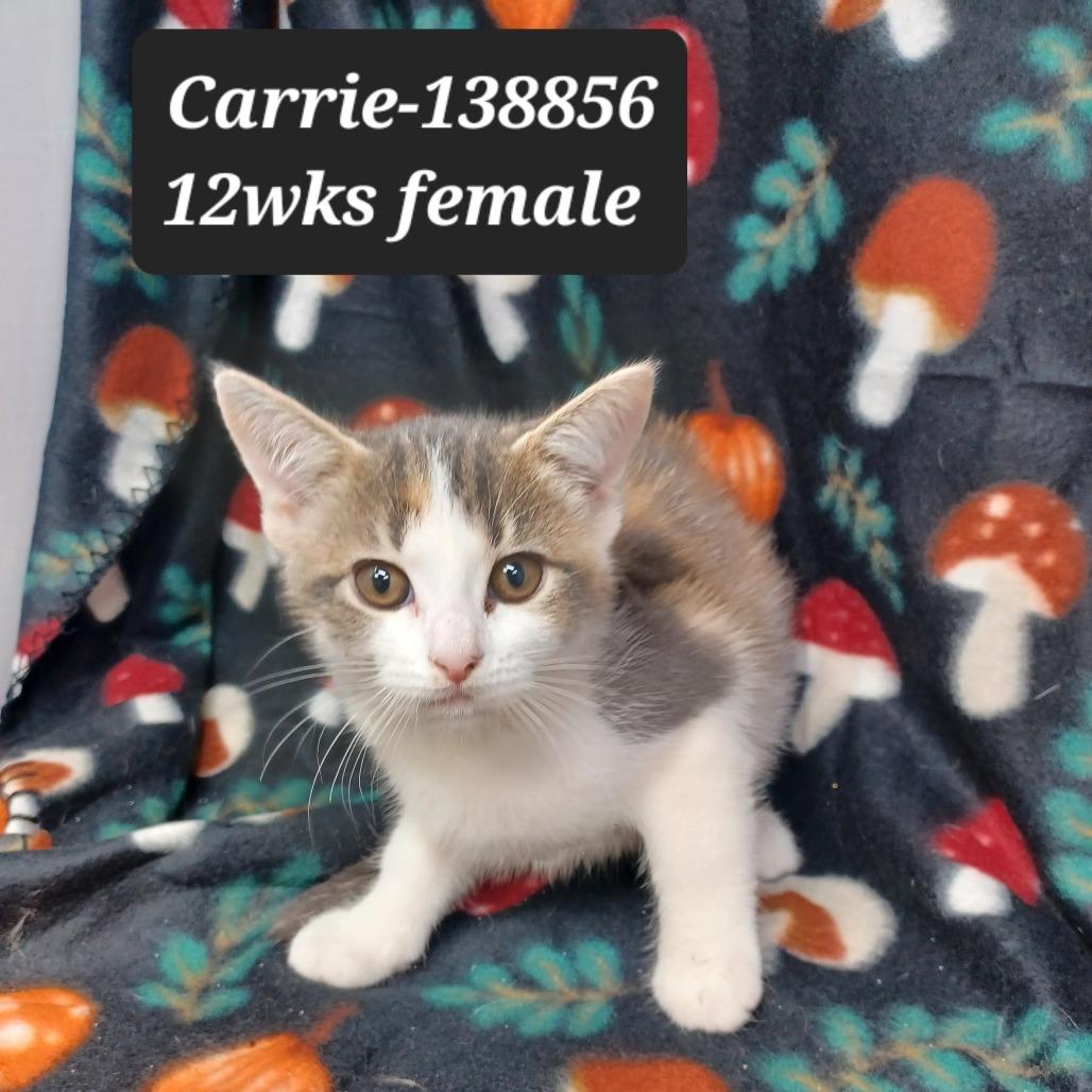 Carrie, Adoptable, Young Female Domestic Short Hair.