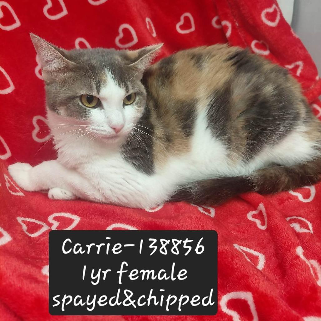 Carrie, a Adoptable Domestic Short Hair in New Tazewell, TN image 2/2
