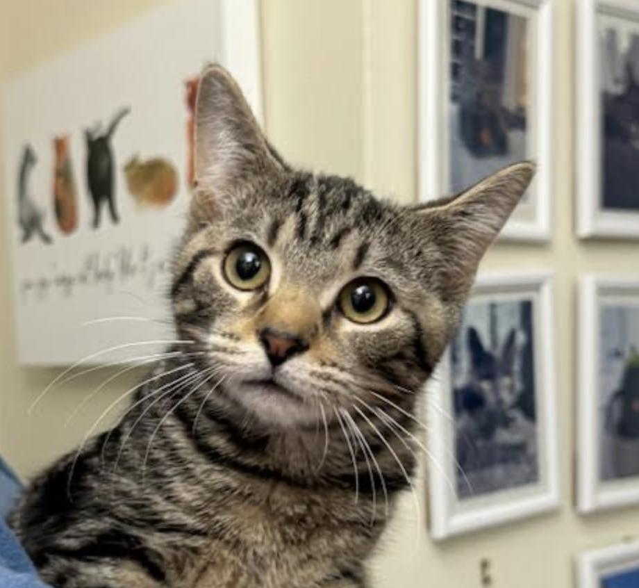 Smoothie thumbnail 2