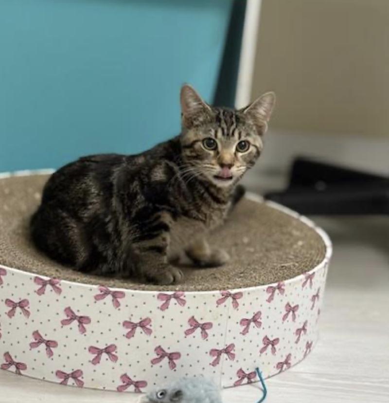 Smoothie thumbnail 3