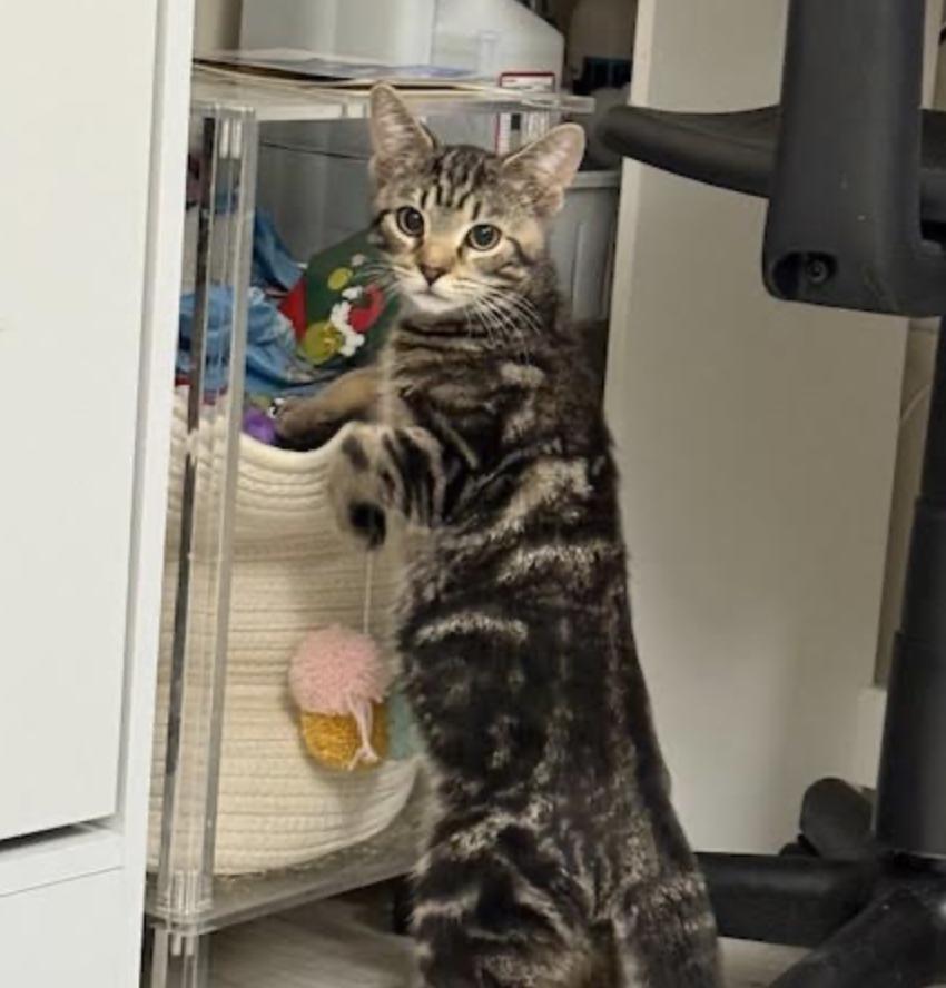 Smoothie thumbnail 4