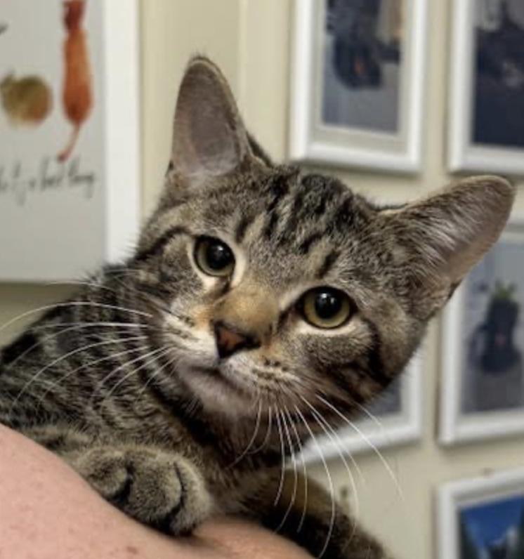 Smoothie thumbnail 5