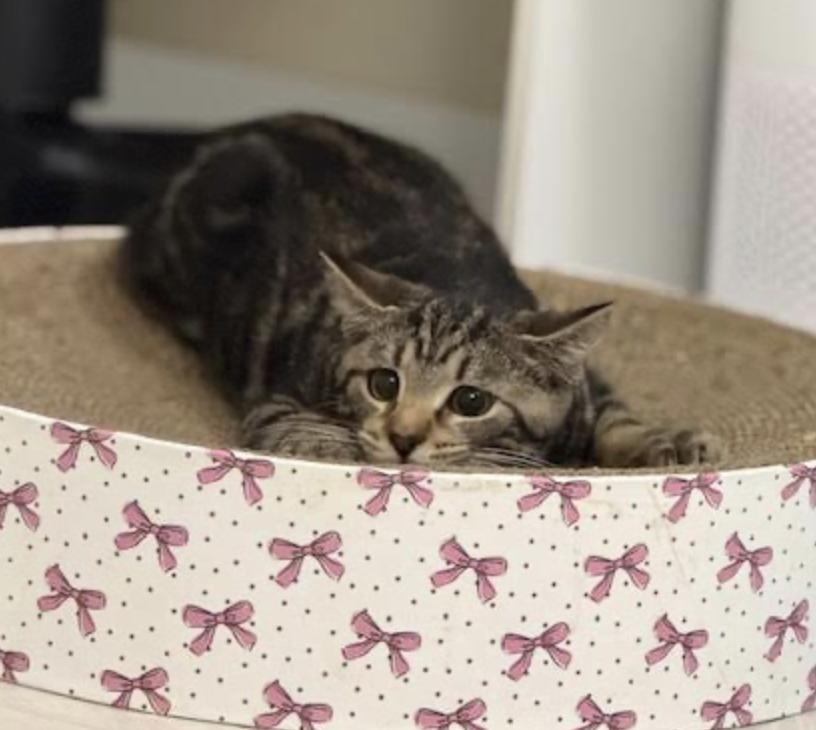 Smoothie thumbnail 6