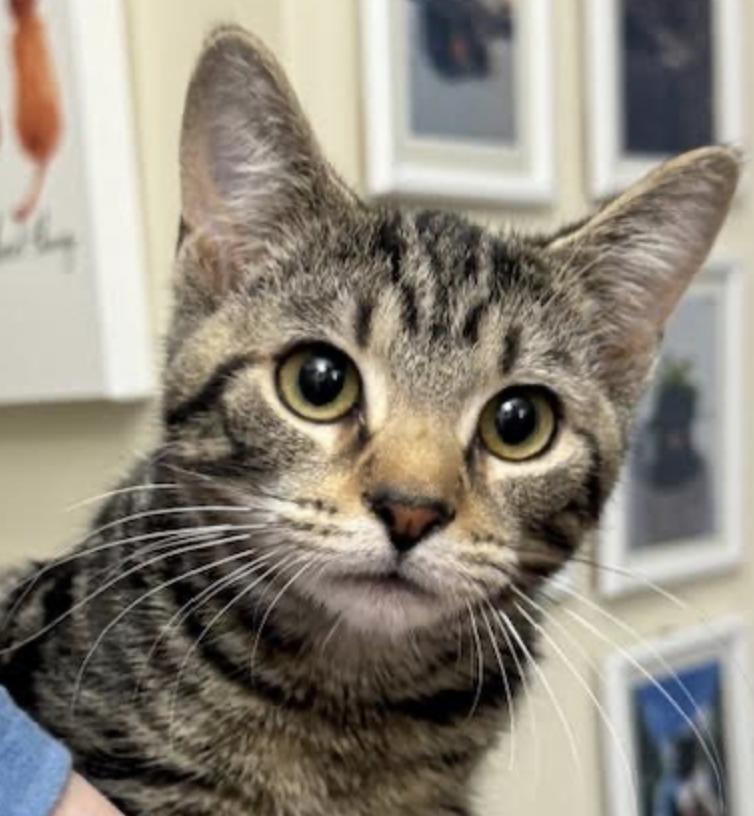 Smoothie thumbnail 7