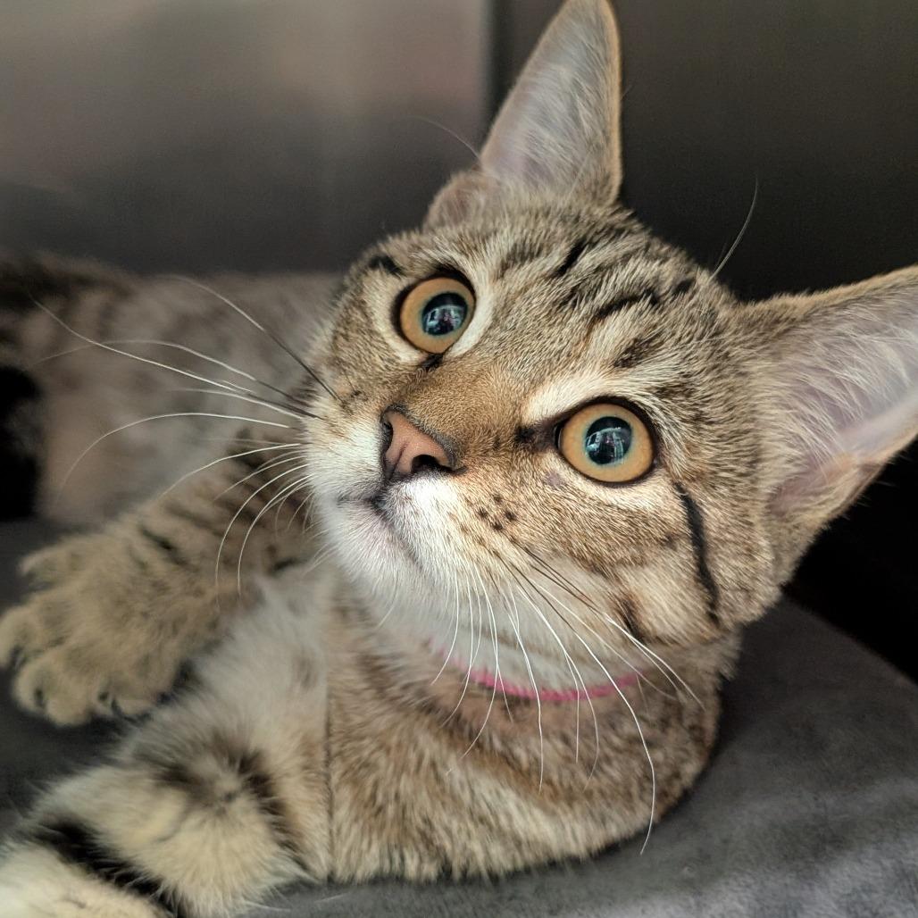 Enlarge Moon, a Adoptable Domestic Short Hair in Spokane, WA image 1/1