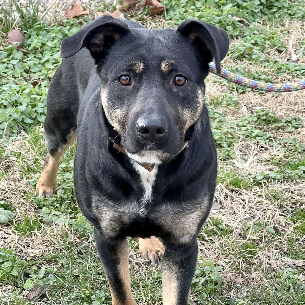 Apache, a Adoptable Mixed Breed in Huntington, WV image 1/6