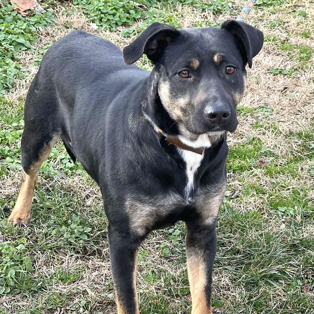Apache, a Adoptable Mixed Breed in Huntington, WV image 2/6