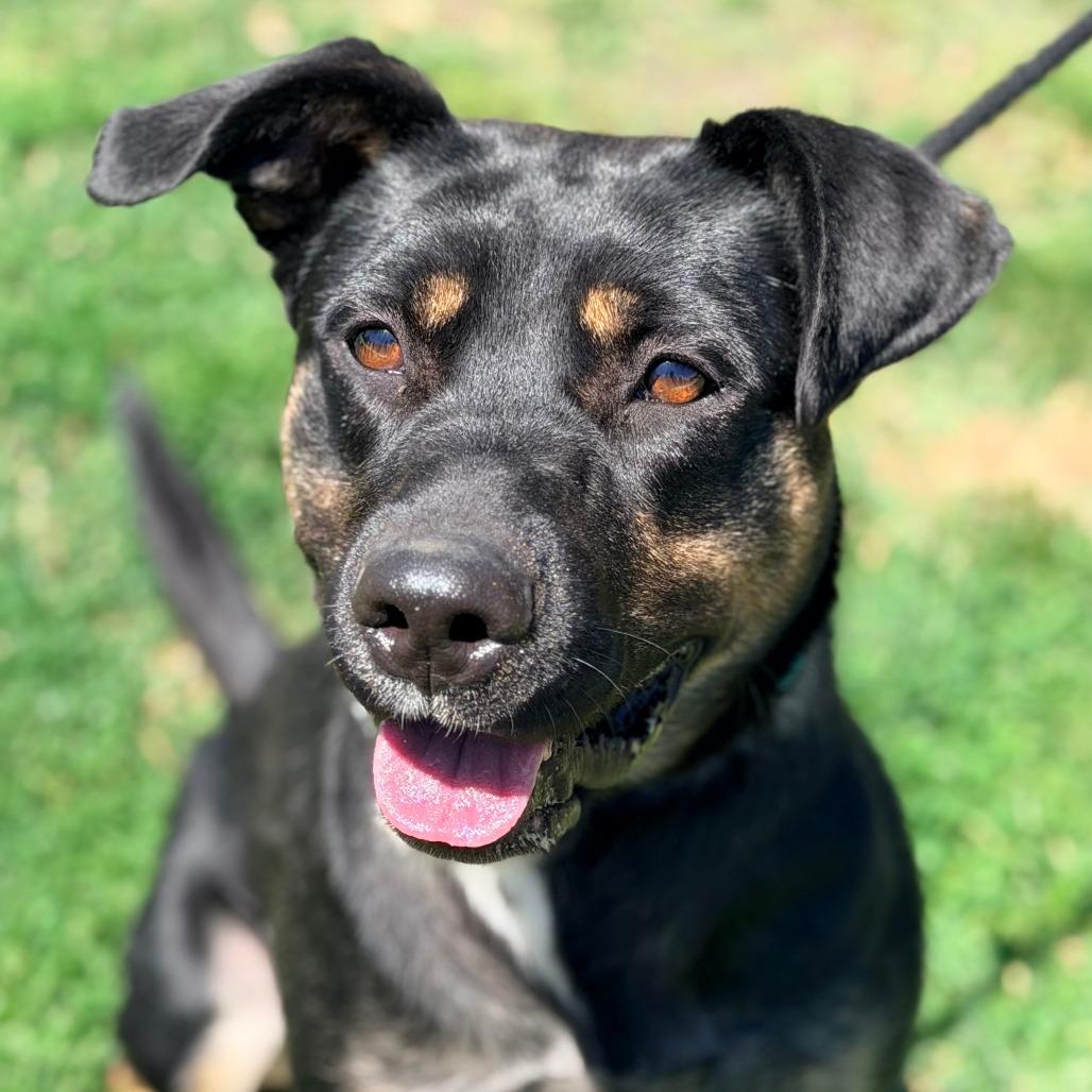 Apache, a Adoptable Mixed Breed in Huntington, WV image 3/6