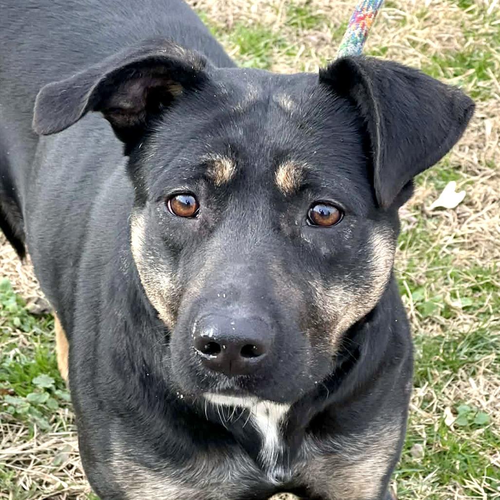 Apache, a Adoptable Mixed Breed in Huntington, WV image 4/6