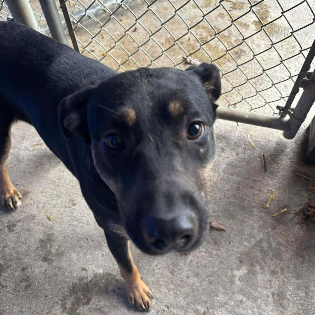 Apache, a Adoptable Mixed Breed in Huntington, WV image 5/6